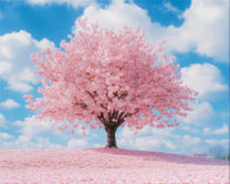 Pink Cherry Tree in Full Bloom