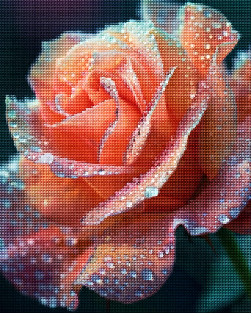 Pink Roses