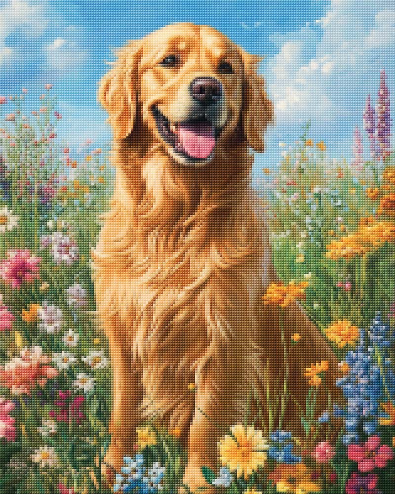 Golden Retriever In The Sun