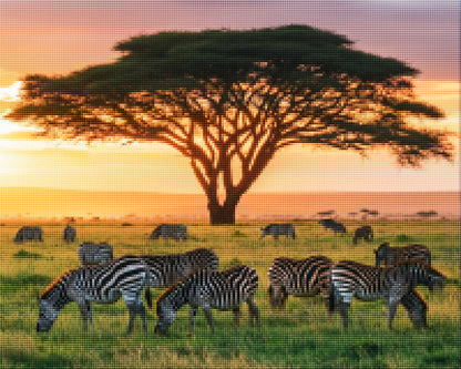 Zebras on African Grassland