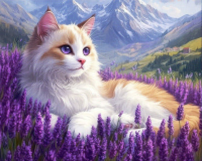 Ragdoll cat in lavender field